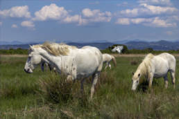 Isola della Cona; cavalli Camargue; SottoMonfalcone; Friuli Venezia Giulia; Staranzano; Riserva Naturale Regionale della Foce dell'Isonzo